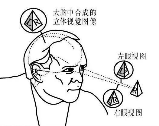 雙眼的視差產生立（lì）體（tǐ）視覺的示意圖